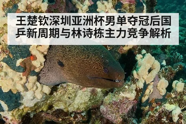 王楚钦深圳亚洲杯男单夺冠后国乒新周期与林诗栋主力竞争解析